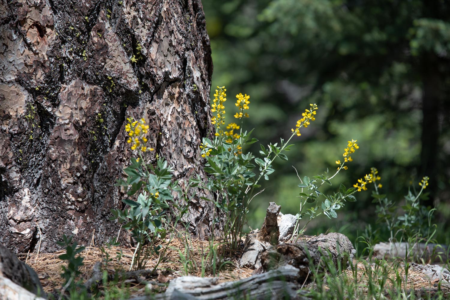 Jeffrey Pine (Pinus jeffreyi) y California Goldenbanner (Thermopsis californica)