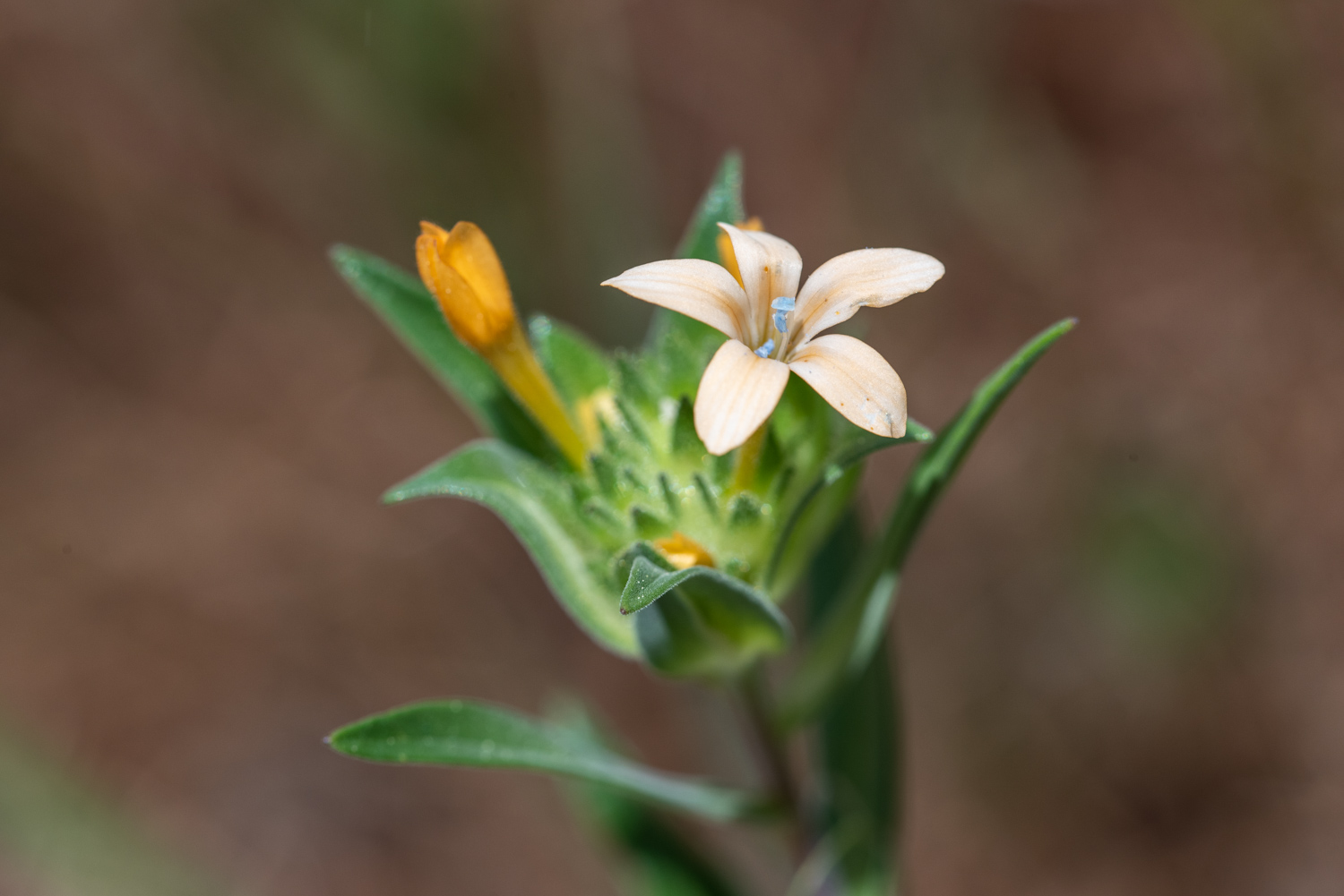 Collomia de flores grandes (Collomia grandiflora)
