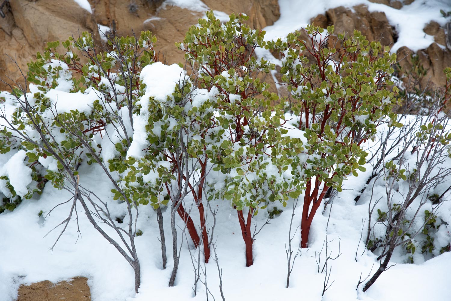 Manzanita (Arctostaphylos sp.) En la nieve