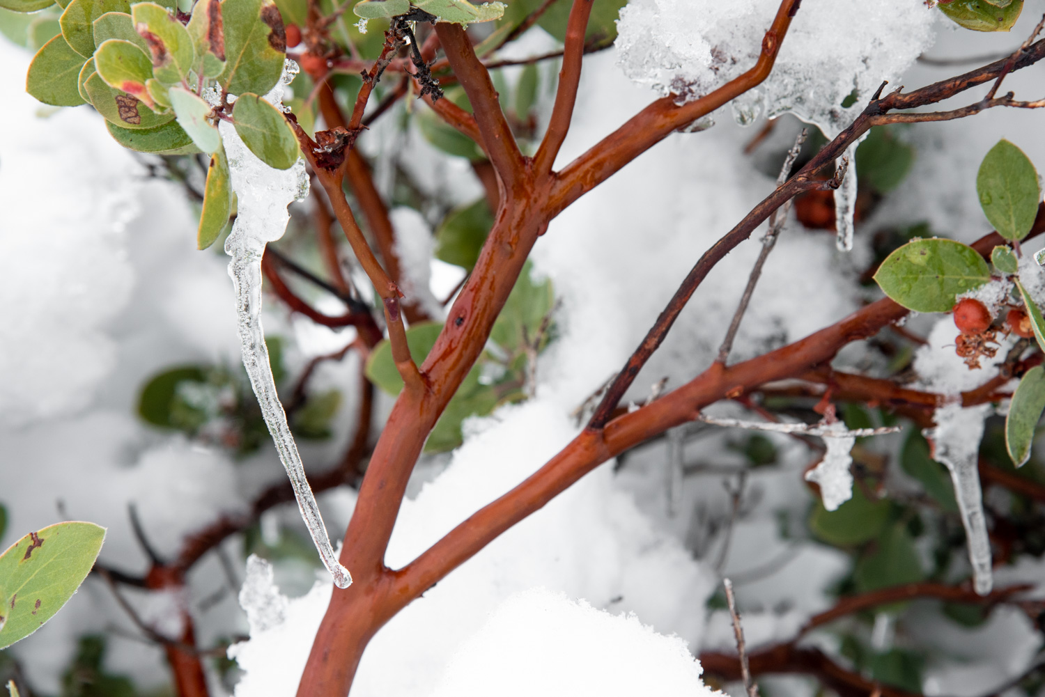 Manzanita (Arctostaphylos sp.) En la nieve