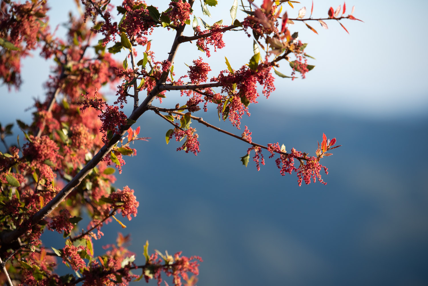 Canyon Live Oak (Quercus chrysolepis) Flowers