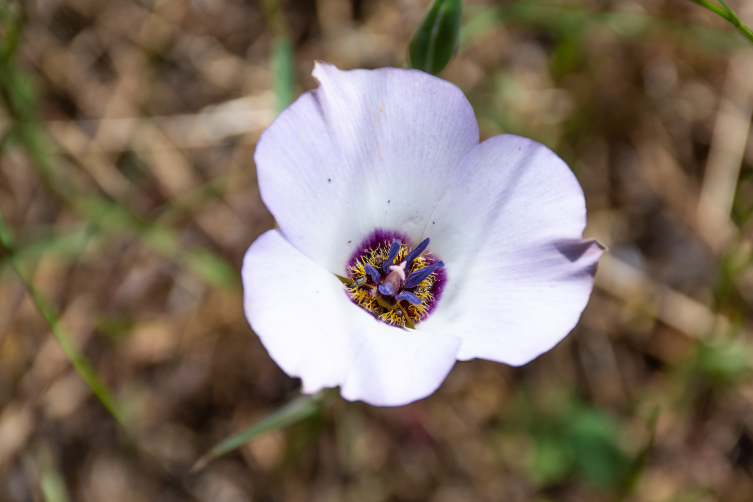 Plain Mariposa Lily (Calochortus invenustus)