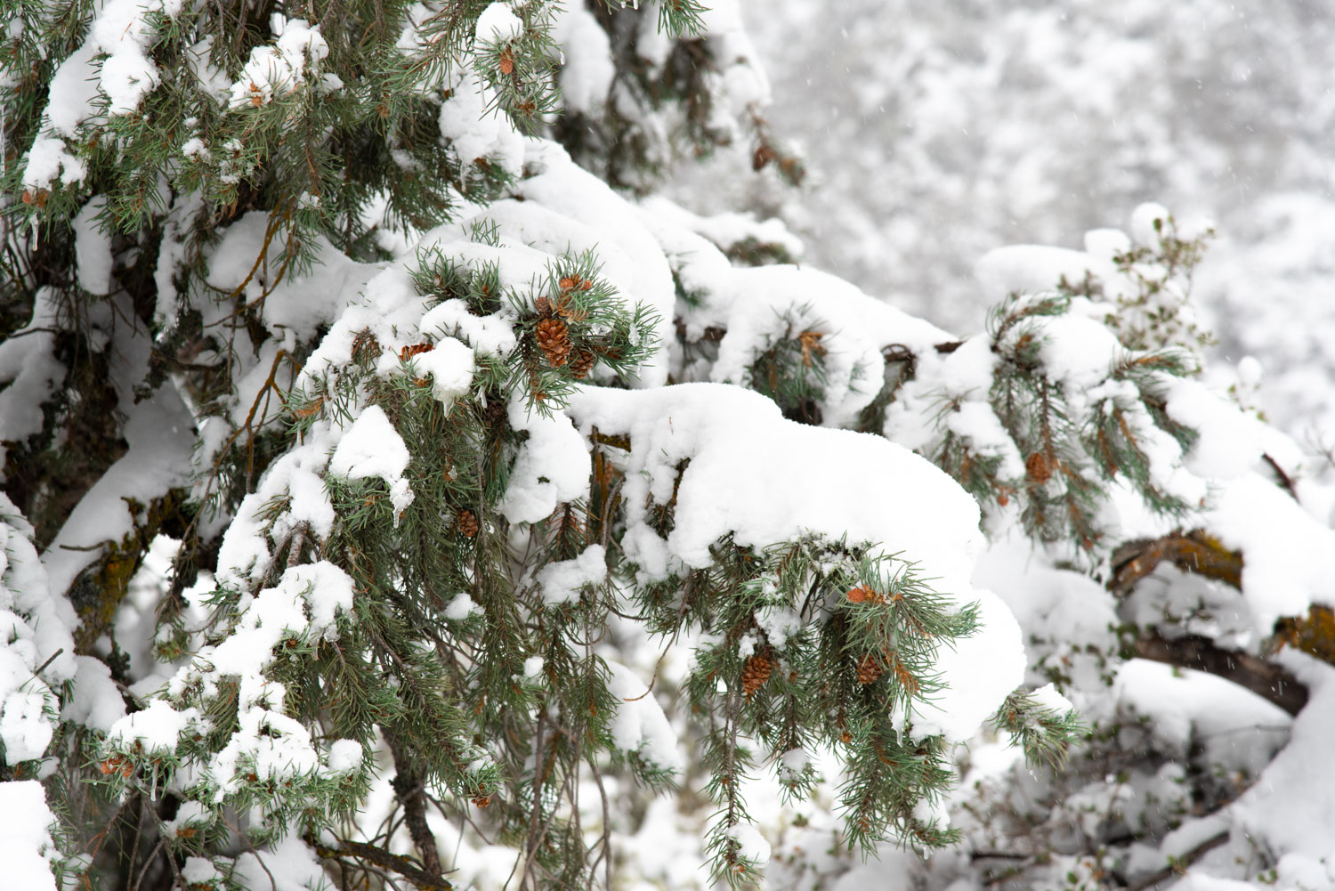 Singleleaf Pinyon Pine (Pinus monophylla) en la nieve