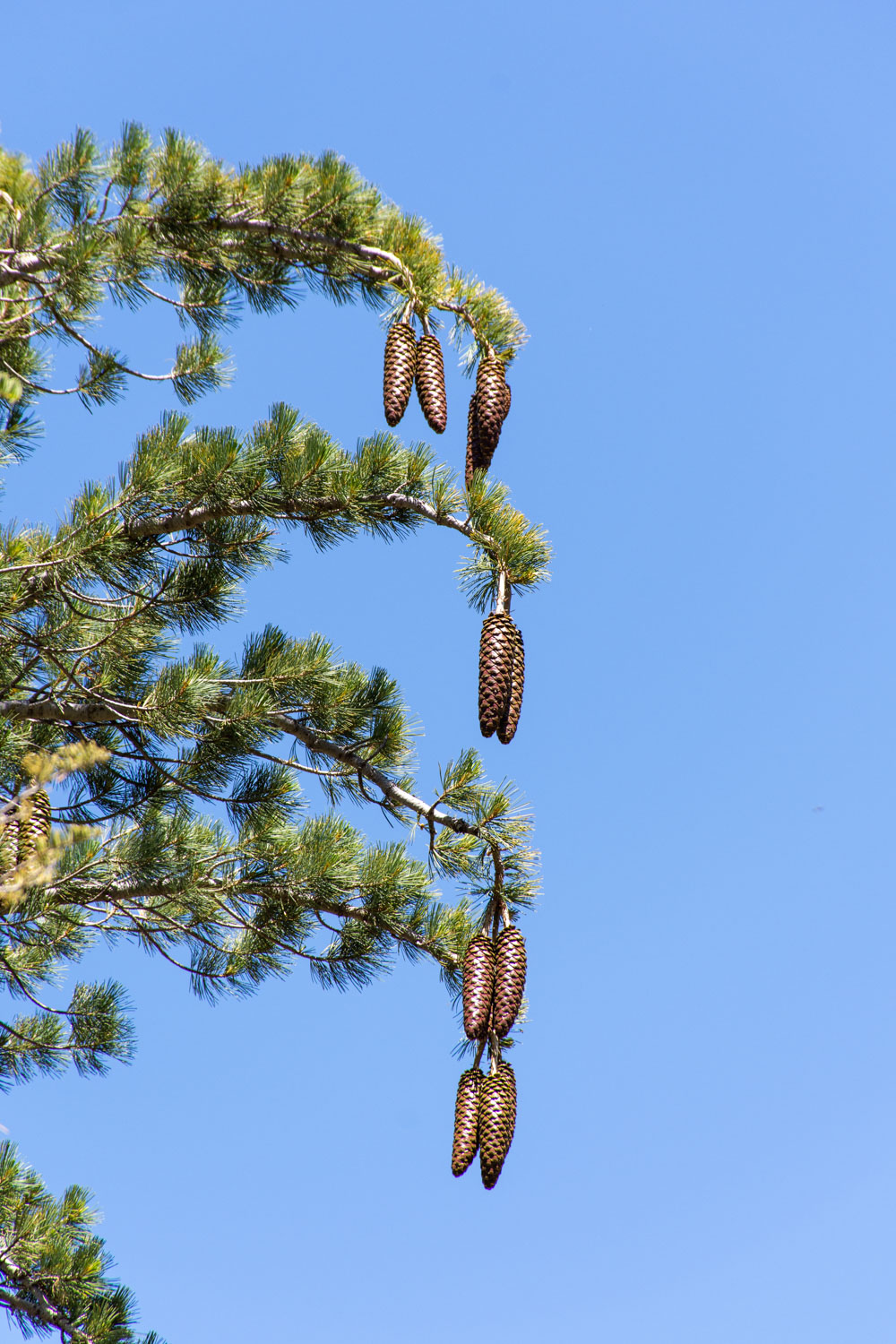 Sugar Pine (Pinus lambertiana) with Cones