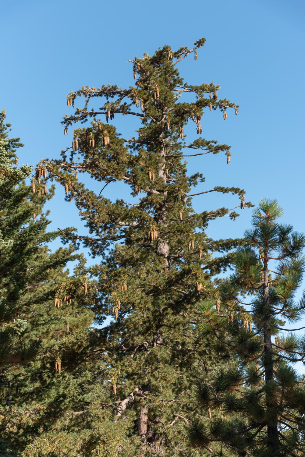 Pino de Azúcar (Pinus lambertiana)