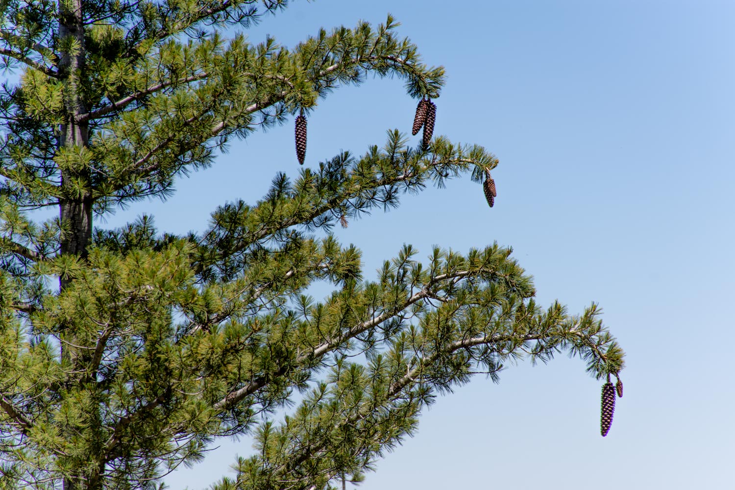 Pino de Azúcar (Pinus lambertiana) con Conos