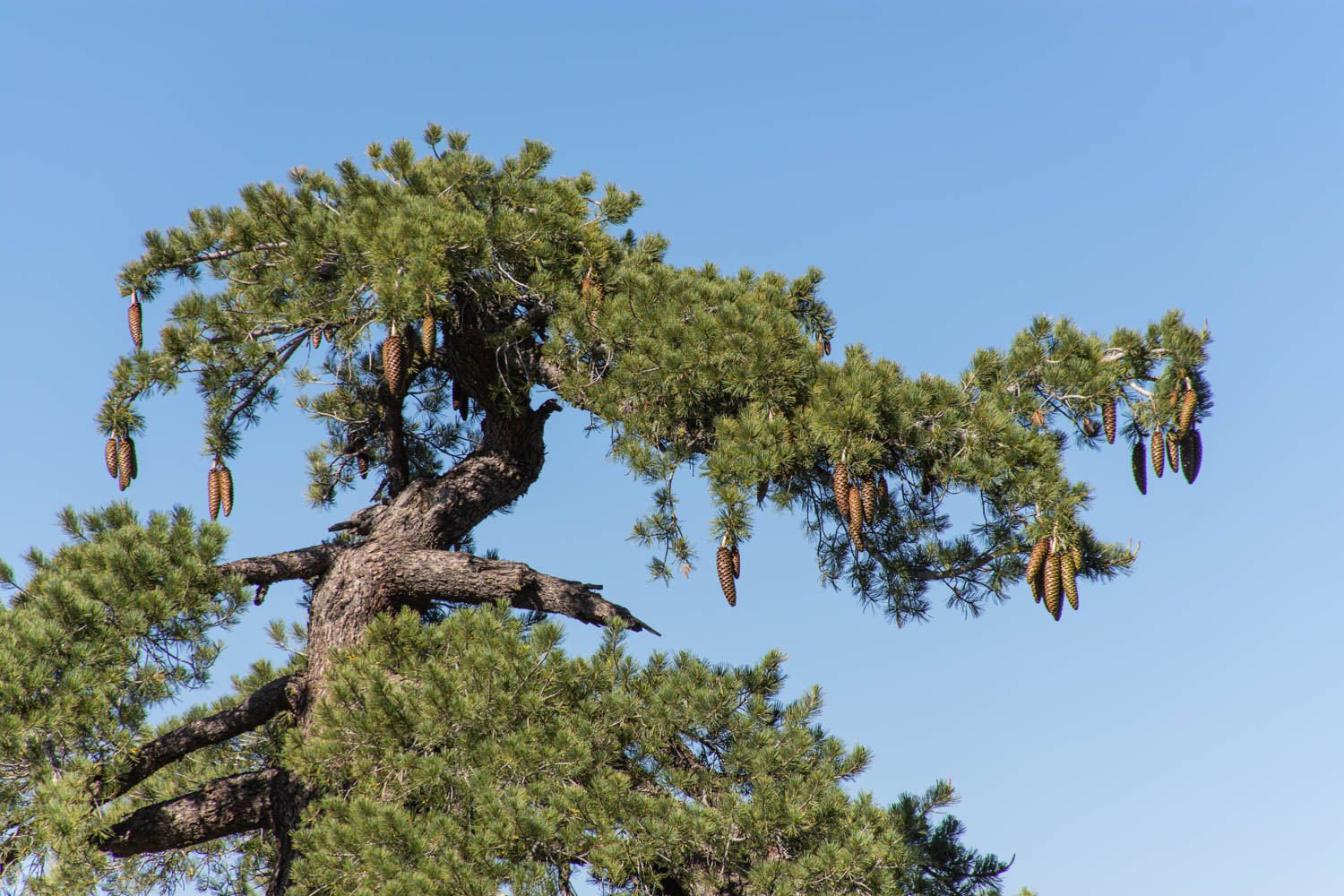 Pino de Azúcar (Pinus lambertiana) con Conos