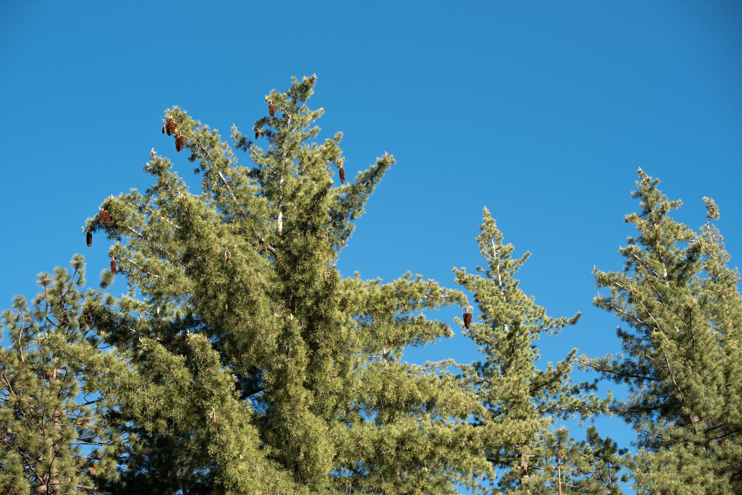 Sugar Pines (Pinus lambertiana)