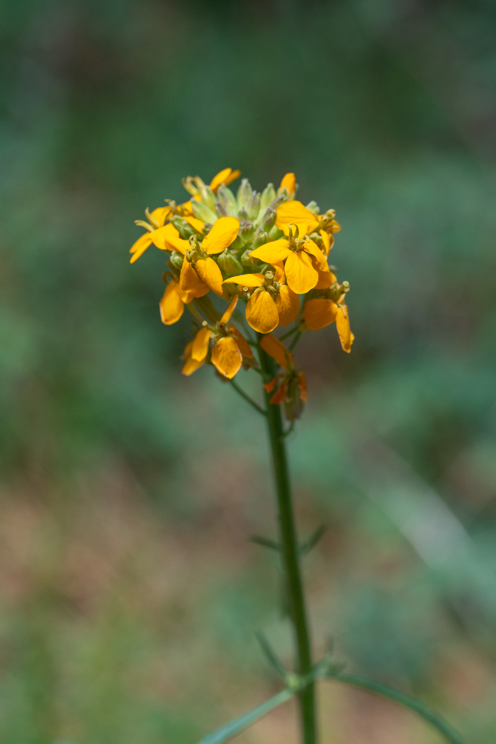 Wallflower (Erysium capitatum)