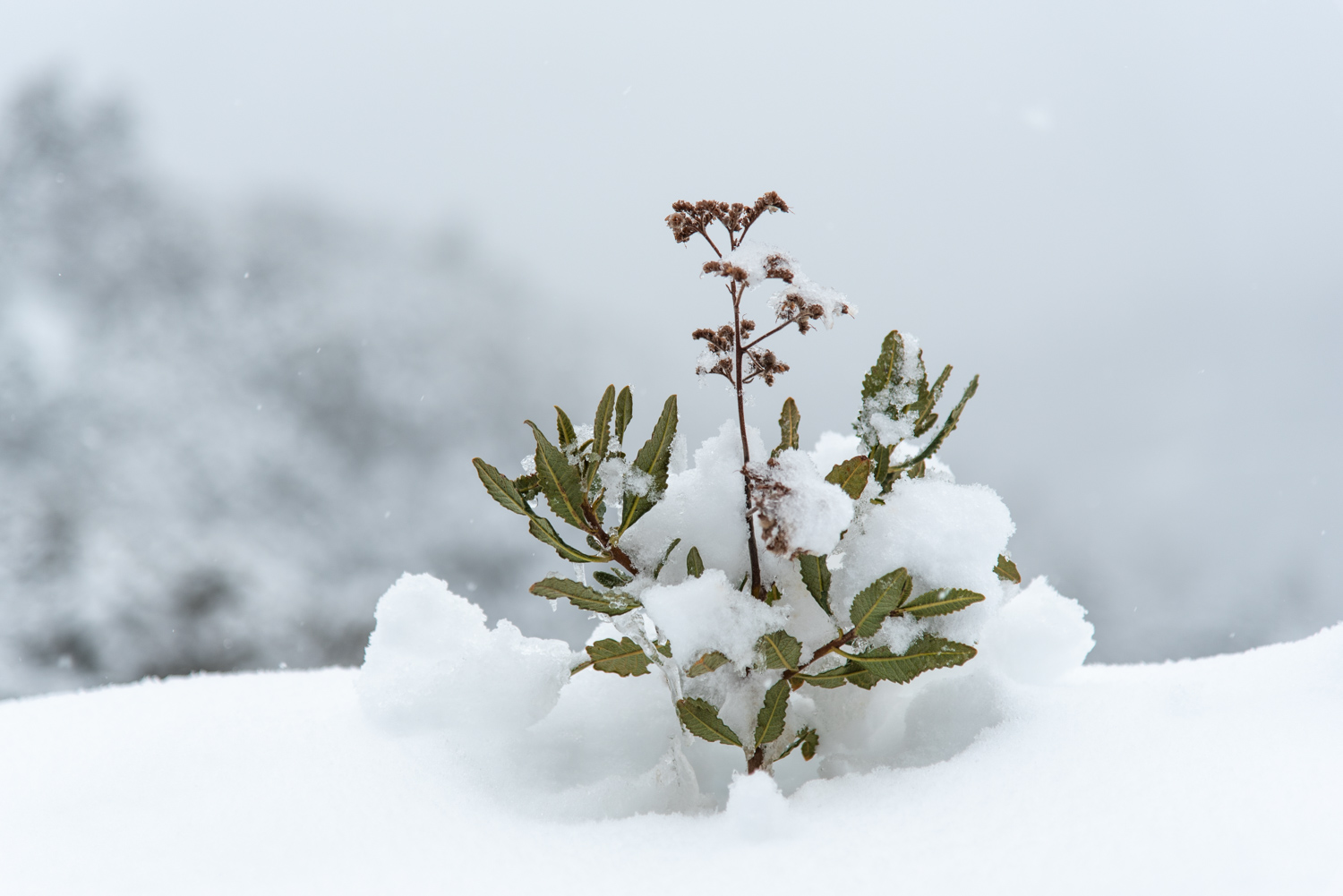Thickleaf Yerba Santa (Eriodictyon crassifolium) en la nieve.