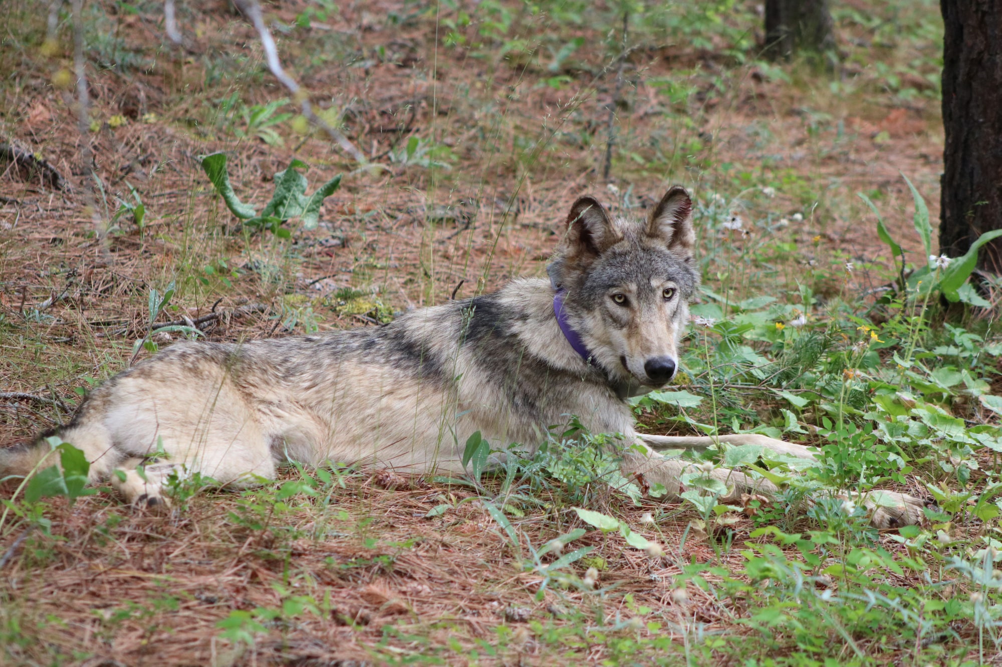 ForestWatch se une a 70 grupos para solicitar que los lobos grises vuelvan  a aparecer como en peligro de extinción