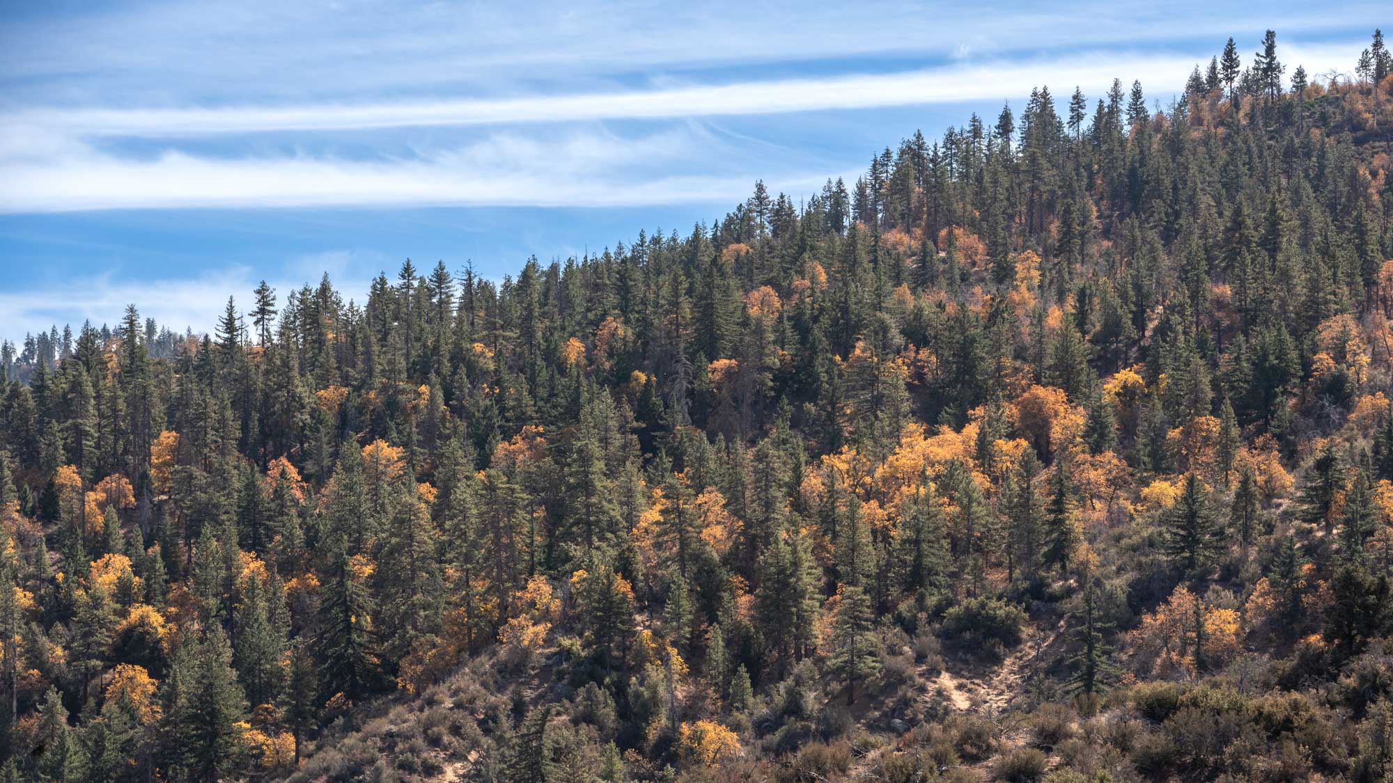 Environmental Community And Tribal Groups Oppose Logging Clearing Plan   Mixed Conifer Forest On Alamo Mountain 20201121 070 Bryant Baker Web 