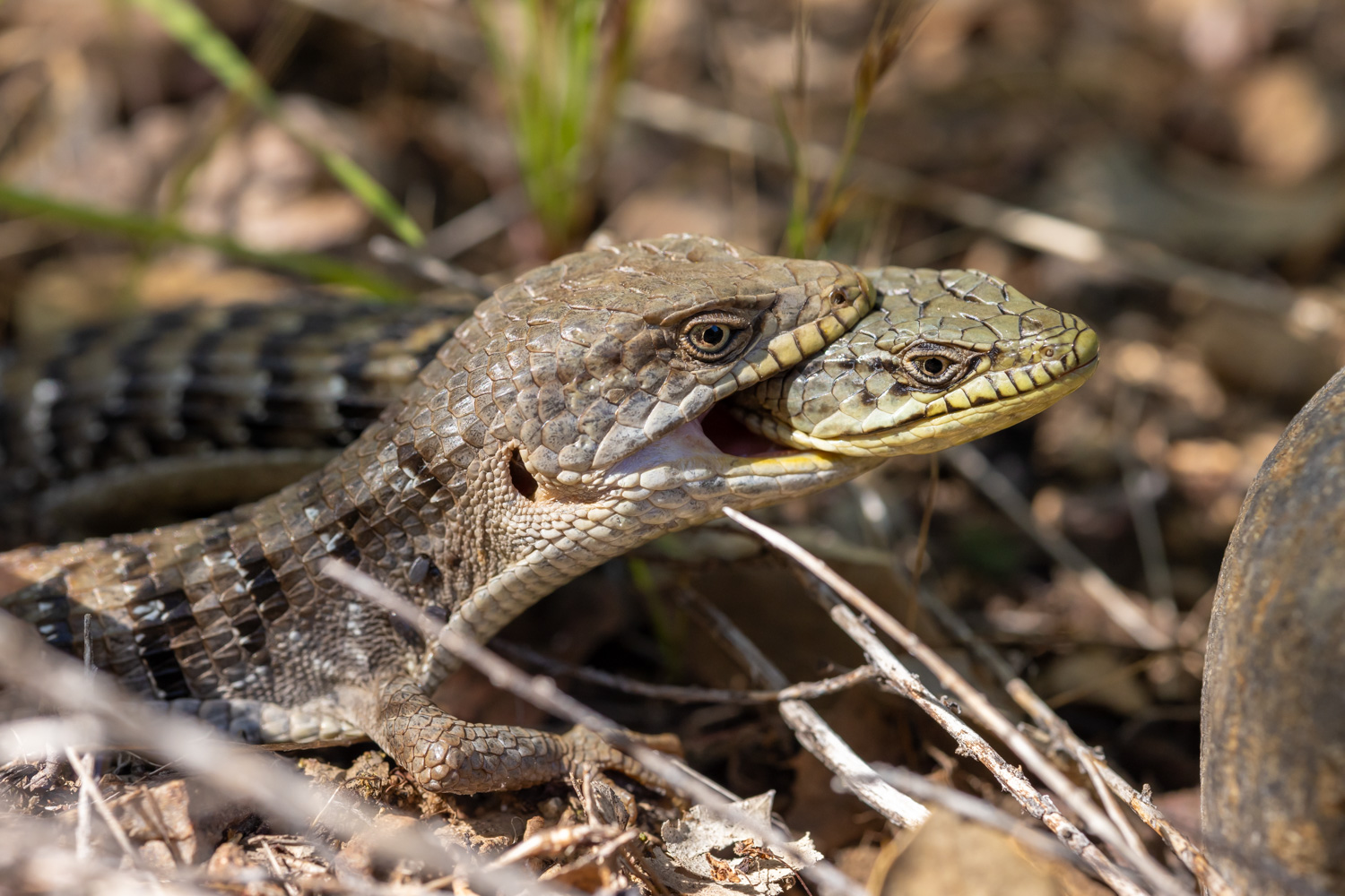 Lizards of Los Padres National Forest | Los Padres ForestWatch