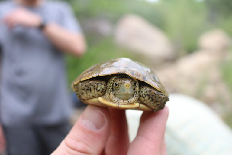 Southwestern Pond Turtle | Los Padres ForestWatch